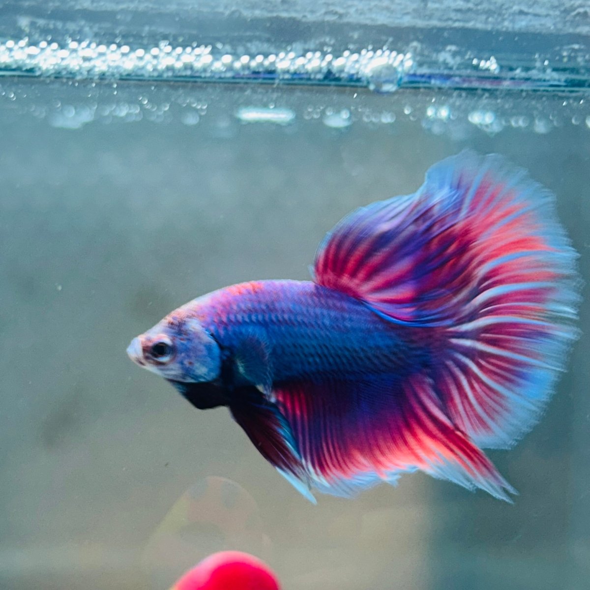 Purple Pink Halfmoon - Male Betta 056