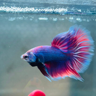 Purple Pink Halfmoon - Male Betta 056