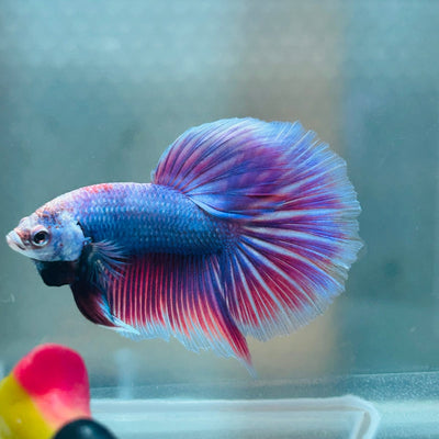 Purple Pink Halfmoon - Male Betta 056