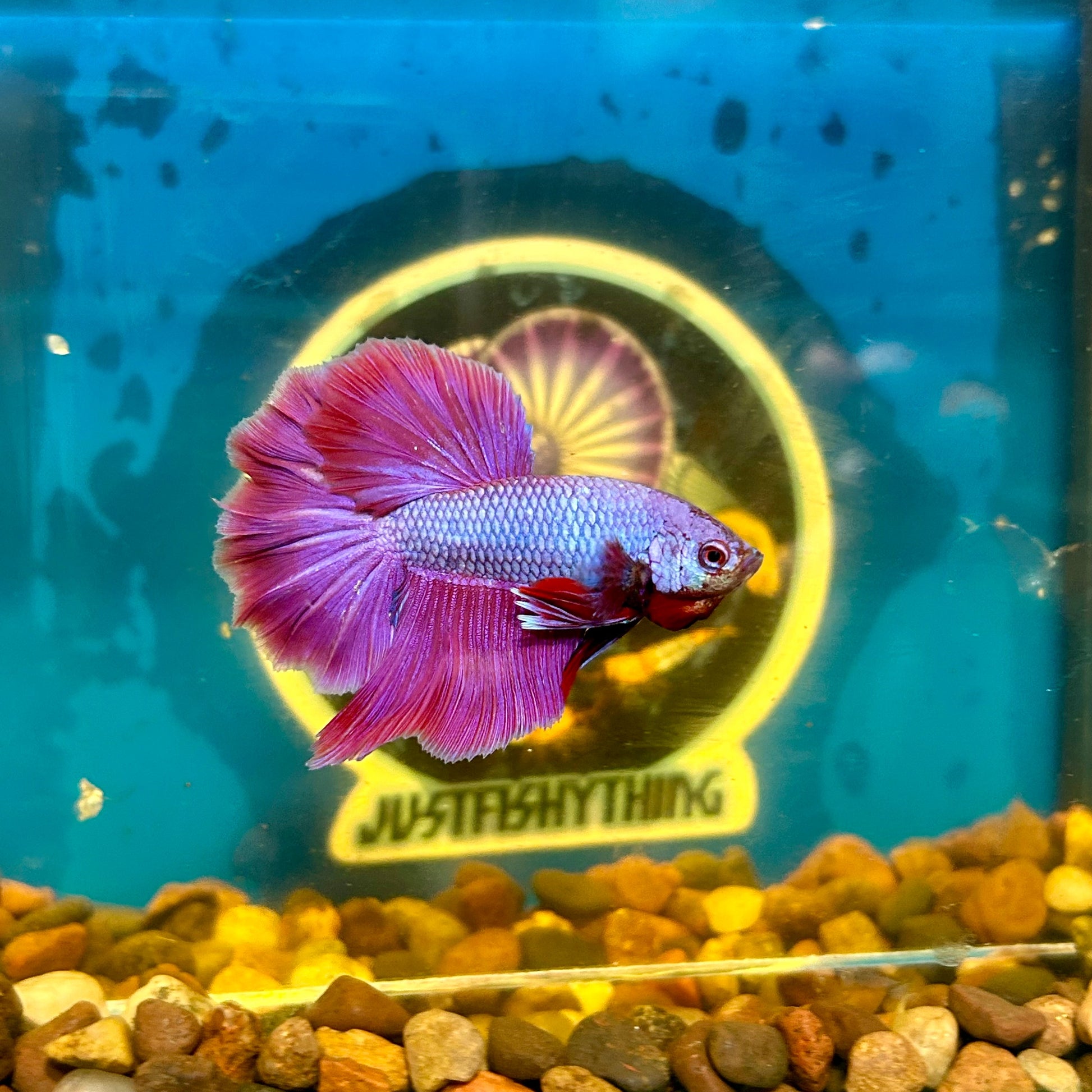 Purple Pink Halfmoon - Male Betta 069