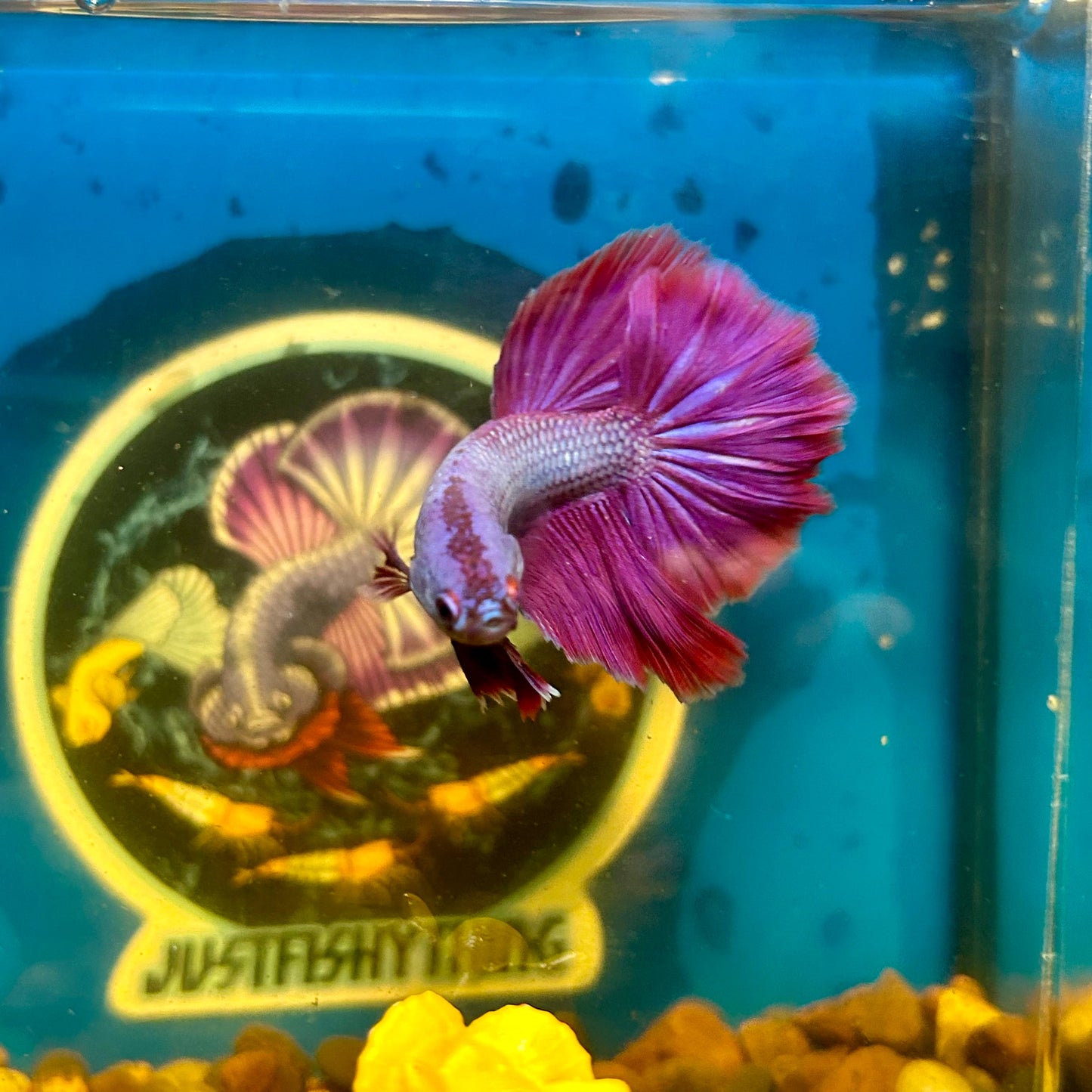 Purple Pink Halfmoon - Male Betta 069