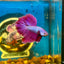 Purple Pink Halfmoon - Male Betta 069