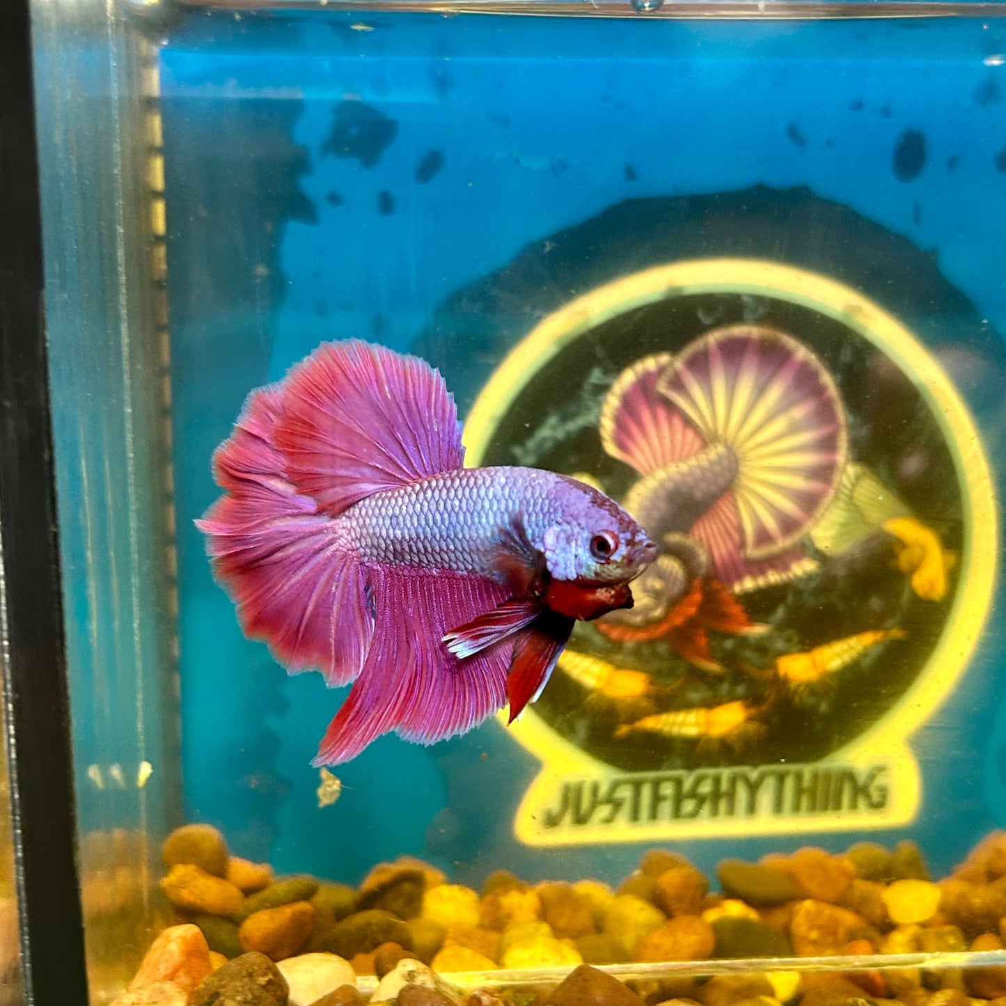 Purple Pink Halfmoon - Male Betta 069