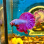 Purple Pink Halfmoon - Male Betta 069