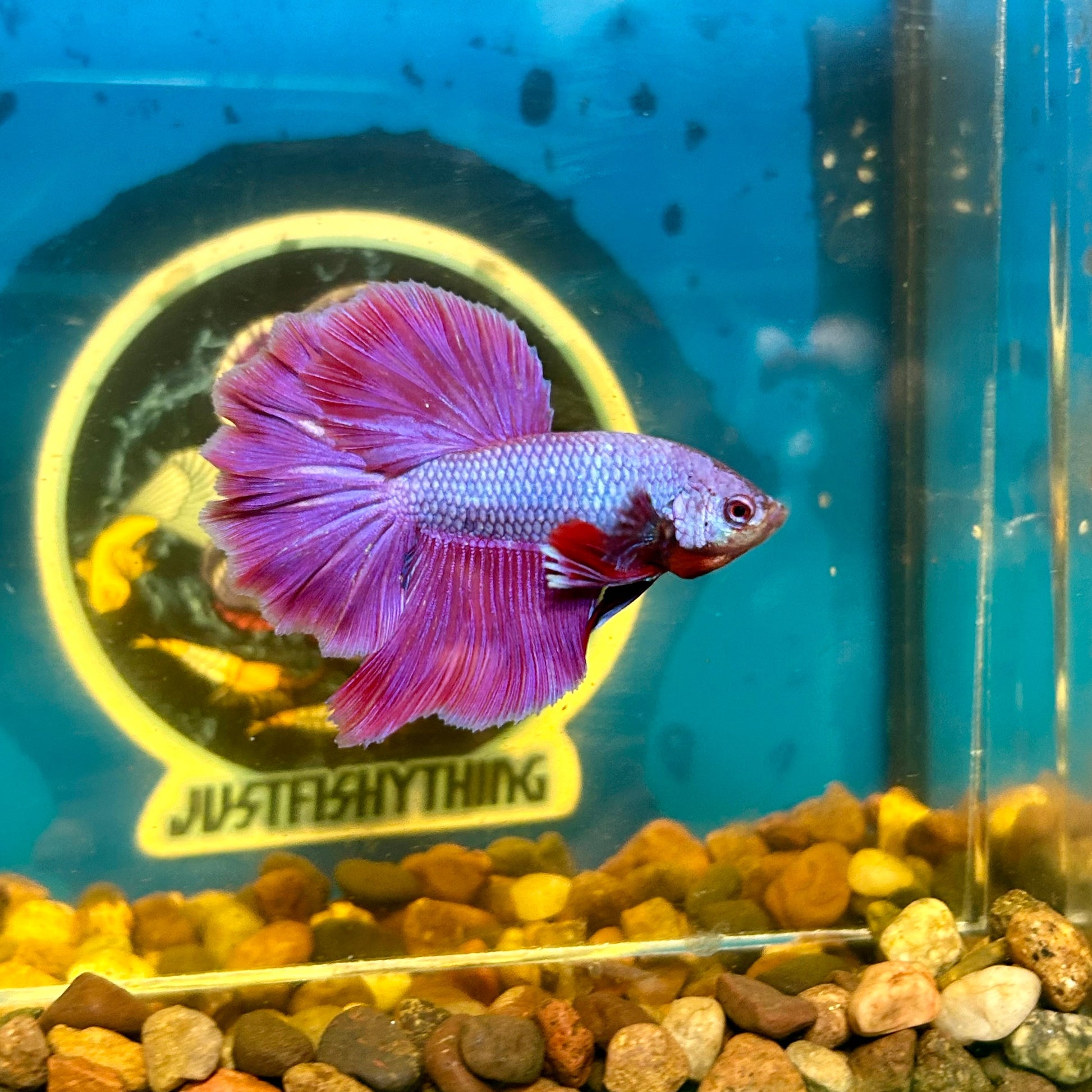 Purple Pink Halfmoon - Male Betta 069