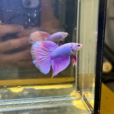 Purple Pink Halfmoon - Male Betta 103
