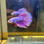 Purple Pink Halfmoon - Male Betta 103
