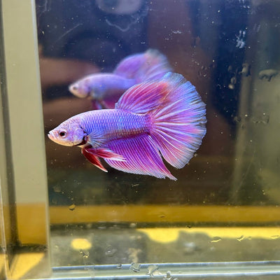 Purple Pink Halfmoon - Male Betta 103