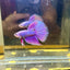 Purple Pink Halfmoon - Male Betta 103