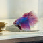 Purple Pink Halfmoon - Male Betta 152
