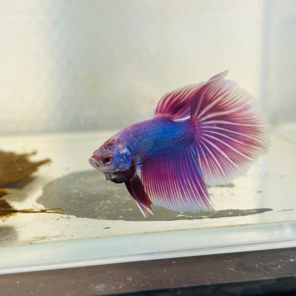 Purple Pink Halfmoon - Male Betta 152