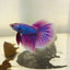 Purple Pink Halfmoon - Male Betta 152