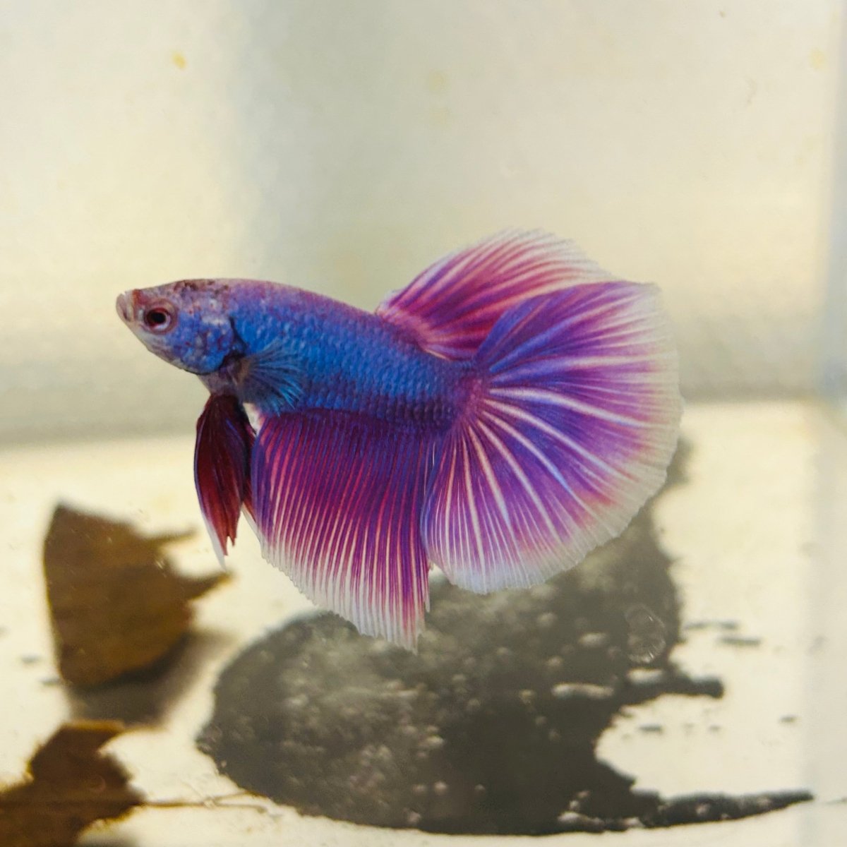 Purple Pink Halfmoon - Male Betta 152