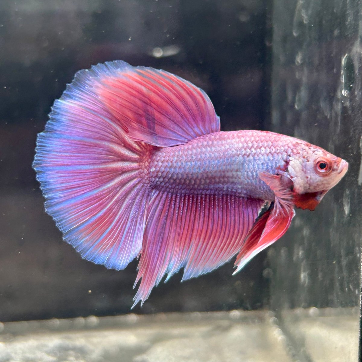 Purple Pink Halfmoon - Male Betta 152