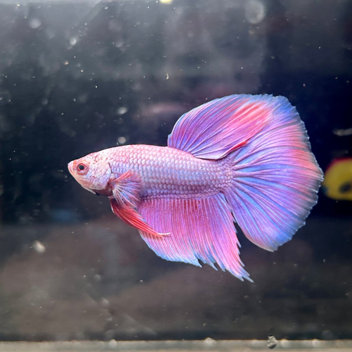 Purple Pink Halfmoon - Male Betta 152