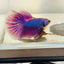 Purple Pink Halfmoon - Male Betta 152