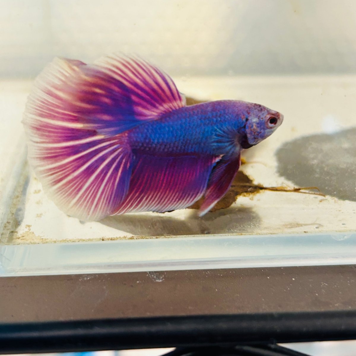Purple Pink Halfmoon - Male Betta 152
