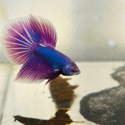 Purple Pink Halfmoon - Male Betta 152