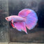 Purple Pink Halfmoon - Male Betta 152