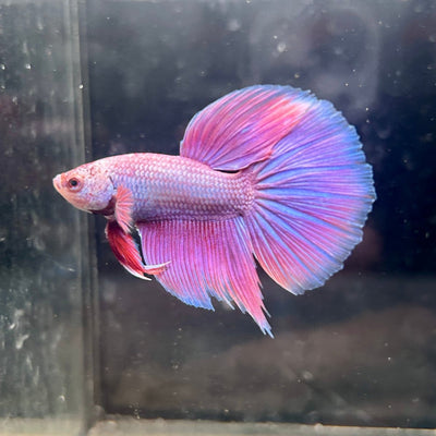 Purple Pink Halfmoon - Male Betta 152