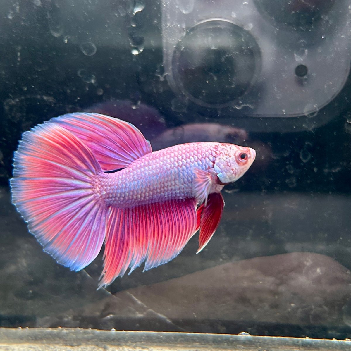 Purple Pink Halfmoon - Male Betta 152