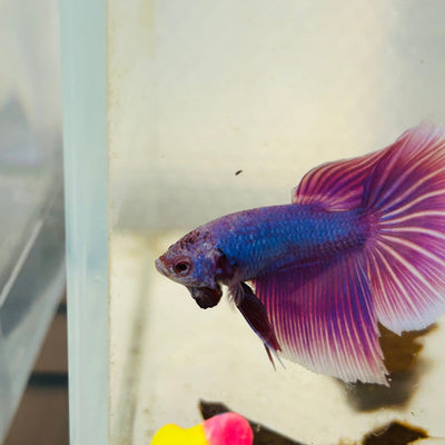 Purple Pink Halfmoon - Male Betta 152