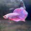 Purple Pink Halfmoon - Male Betta 152