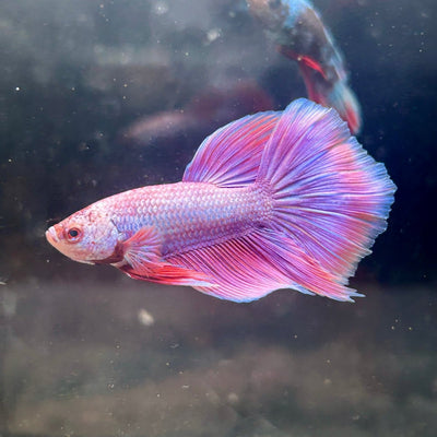 Purple Pink Halfmoon - Male Betta 152