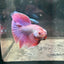 Purple Pink Halfmoon - Male Betta 152