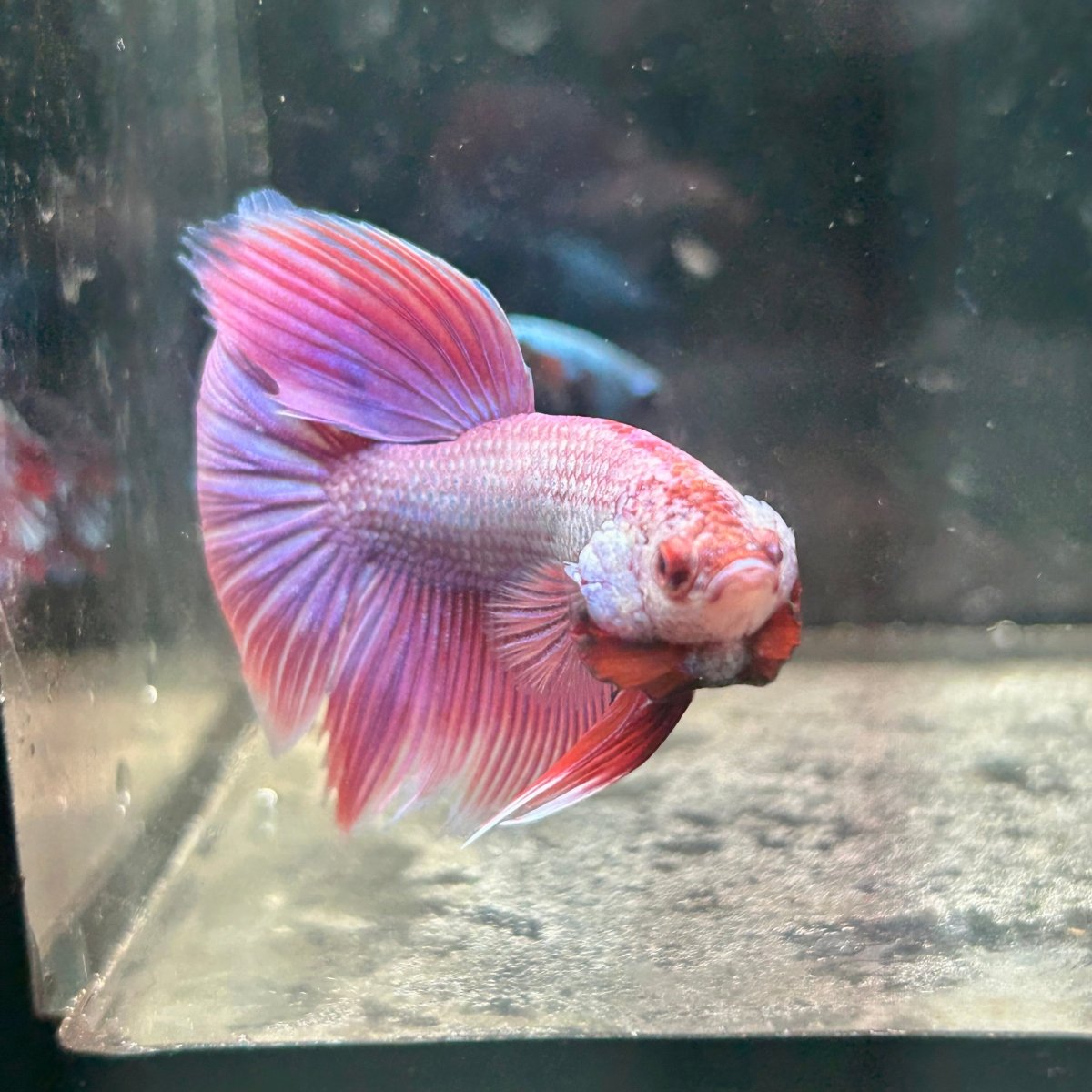 Purple Pink Halfmoon - Male Betta 152