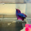 Purple Pink Halfmoon - Male Betta 152