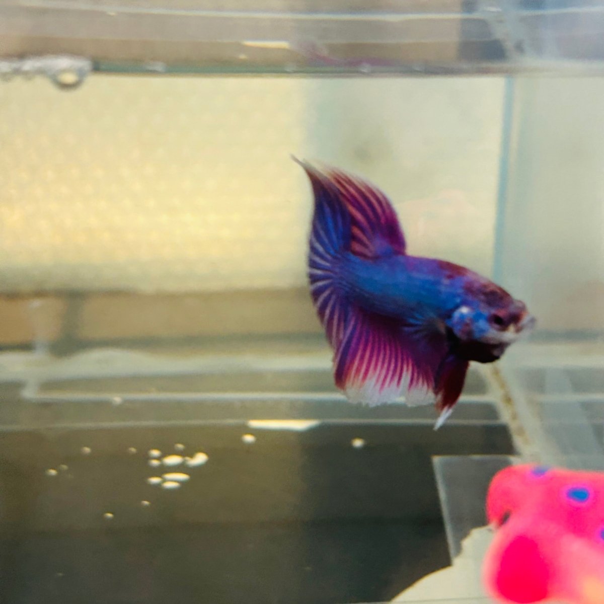 Purple Pink Halfmoon - Male Betta 152