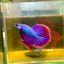 Purple Pink Halfmoon - Male Betta 47