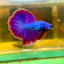 Purple Pink Halfmoon - Male Betta 47