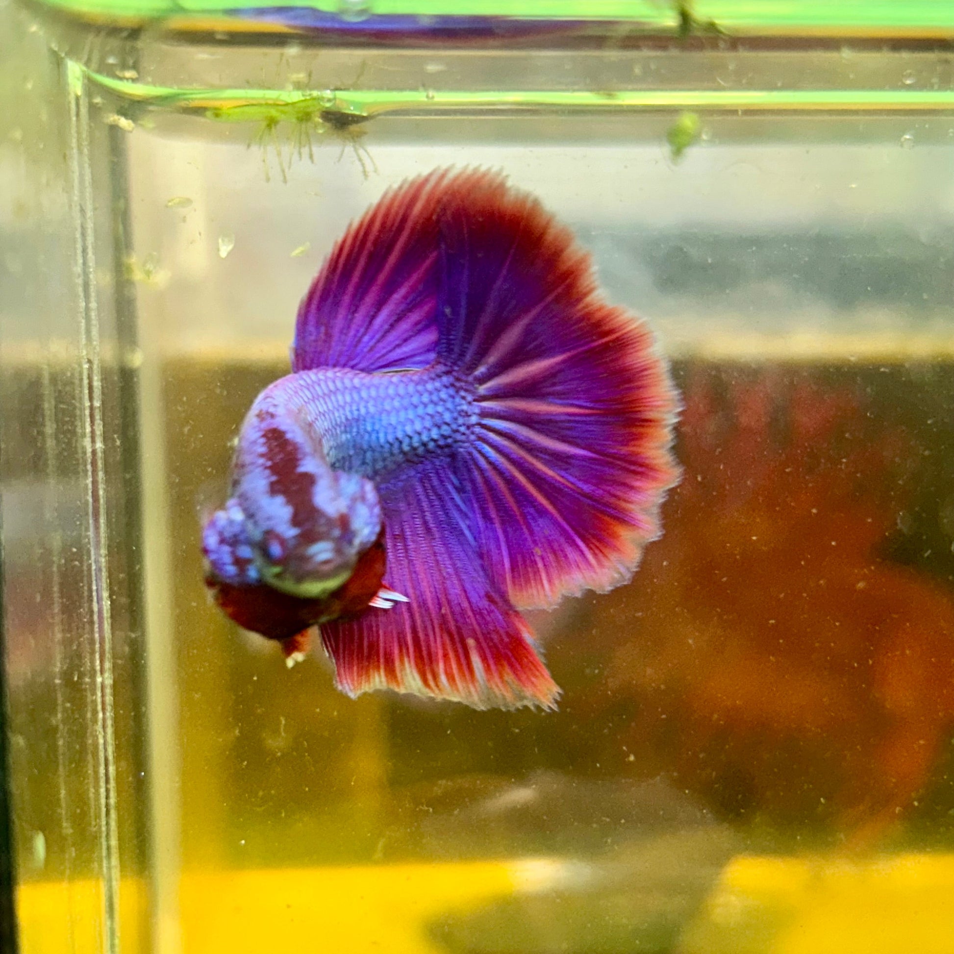 Purple Pink Halfmoon - Male Betta 47