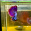 Purple Pink Halfmoon - Male Betta 47