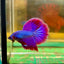 Purple Pink Halfmoon - Male Betta 47