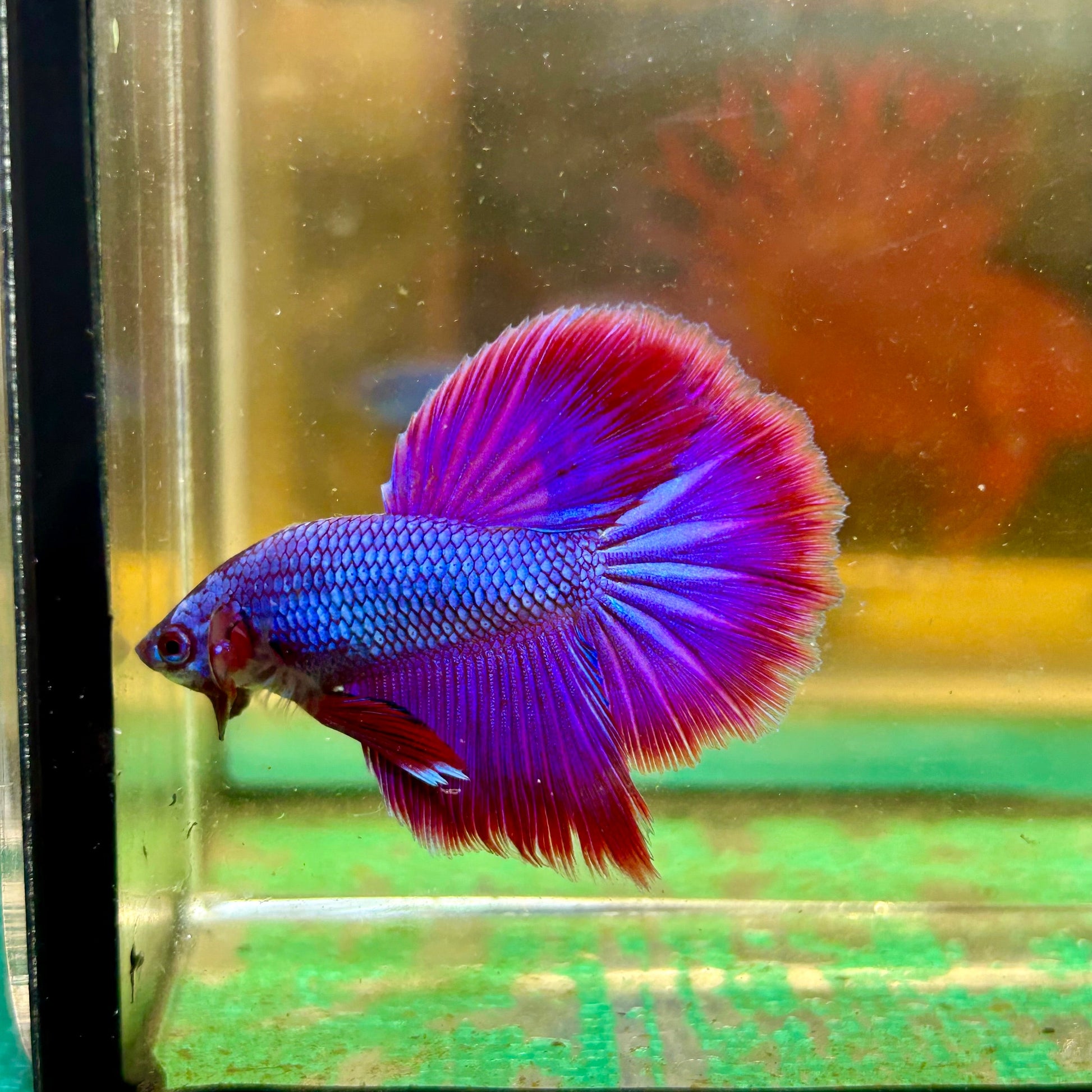 Purple Pink Halfmoon - Male Betta 47