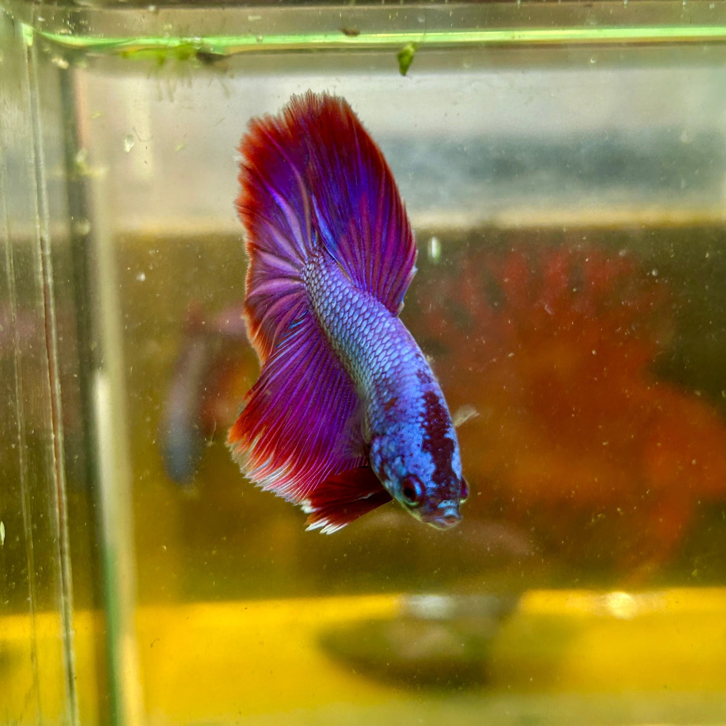 Purple Pink Halfmoon - Male Betta 47