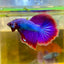 Purple Pink Halfmoon - Male Betta 47