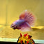 Purple Pink Halfmoon - Male Betta A