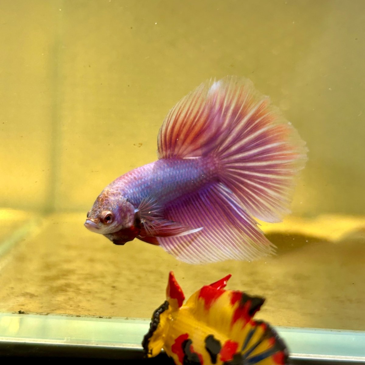 Purple Pink Halfmoon - Male Betta A
