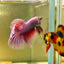 Purple Pink Halfmoon - Male Betta A