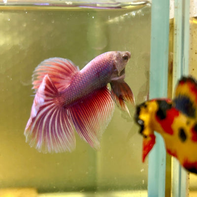 Purple Pink Halfmoon - Male Betta A