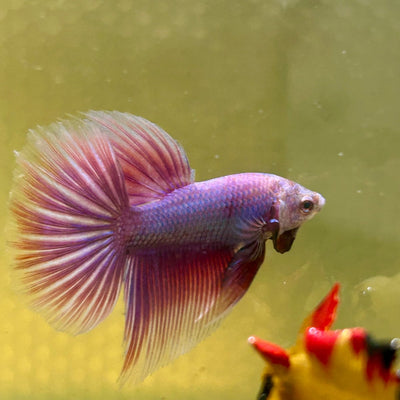 Purple Pink Halfmoon - Male Betta A
