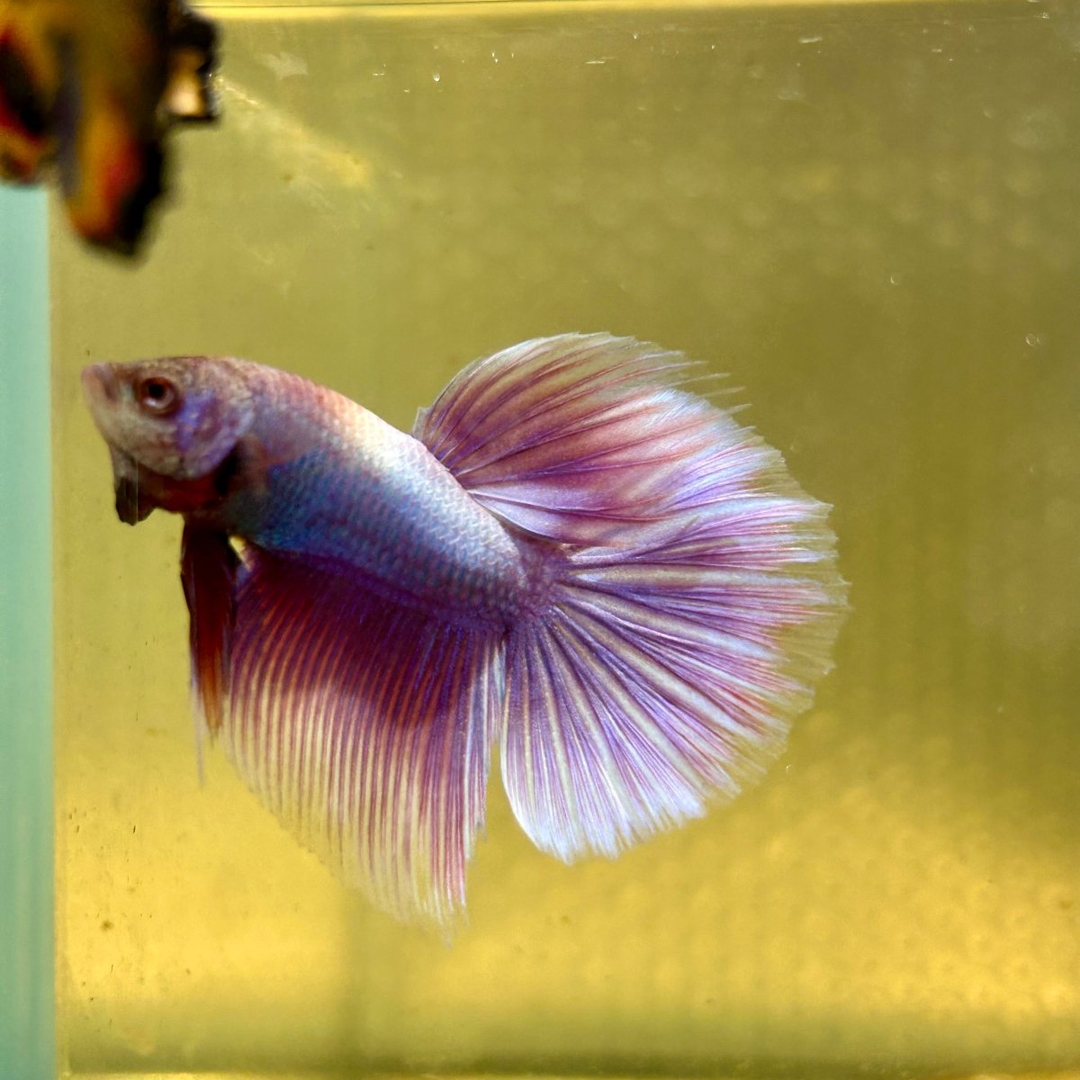 Purple Pink Halfmoon - Male Betta A