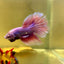 Purple Pink Halfmoon - Male Betta A