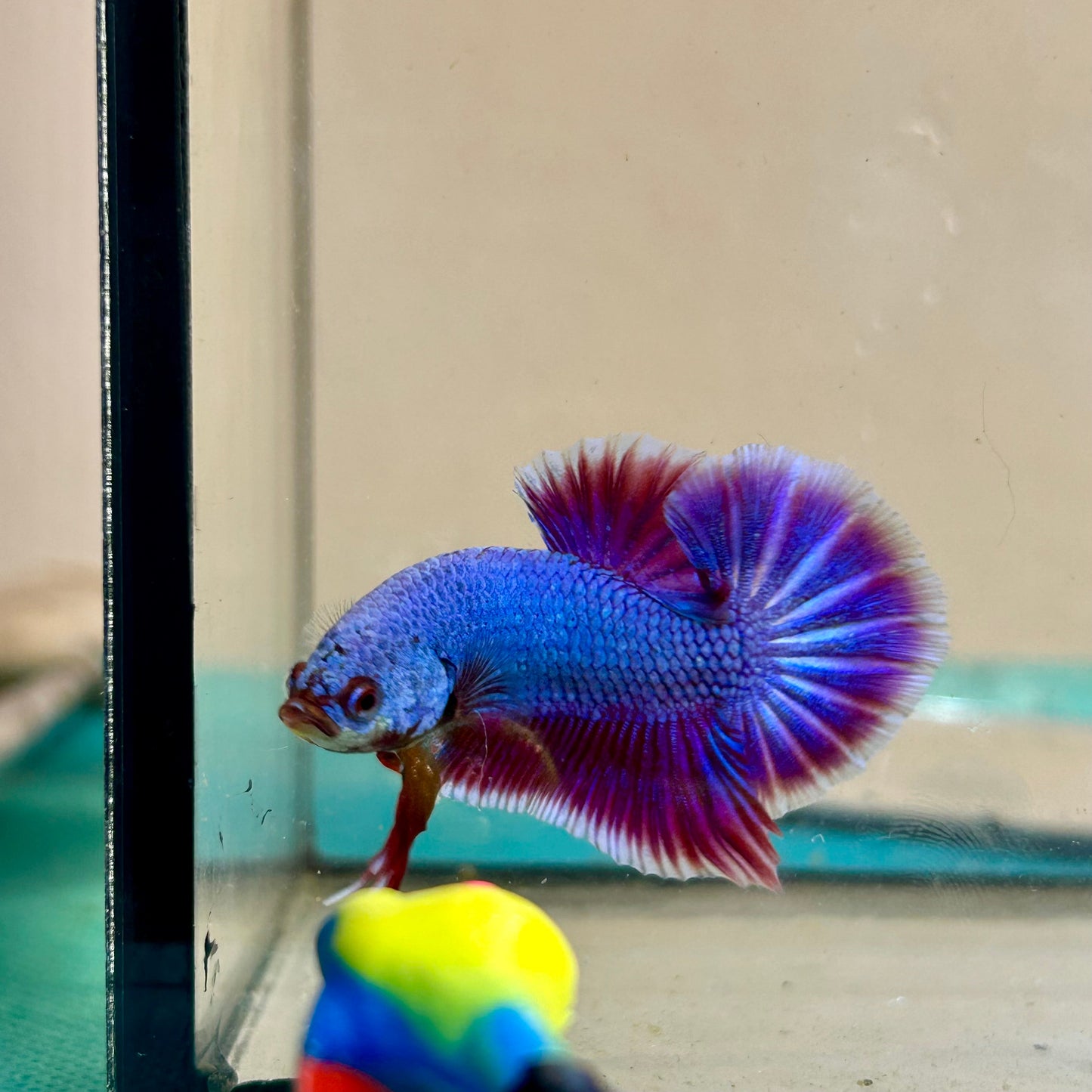 Purple Pink Plakat - Betta