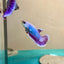 Purple Pink Plakat - Betta