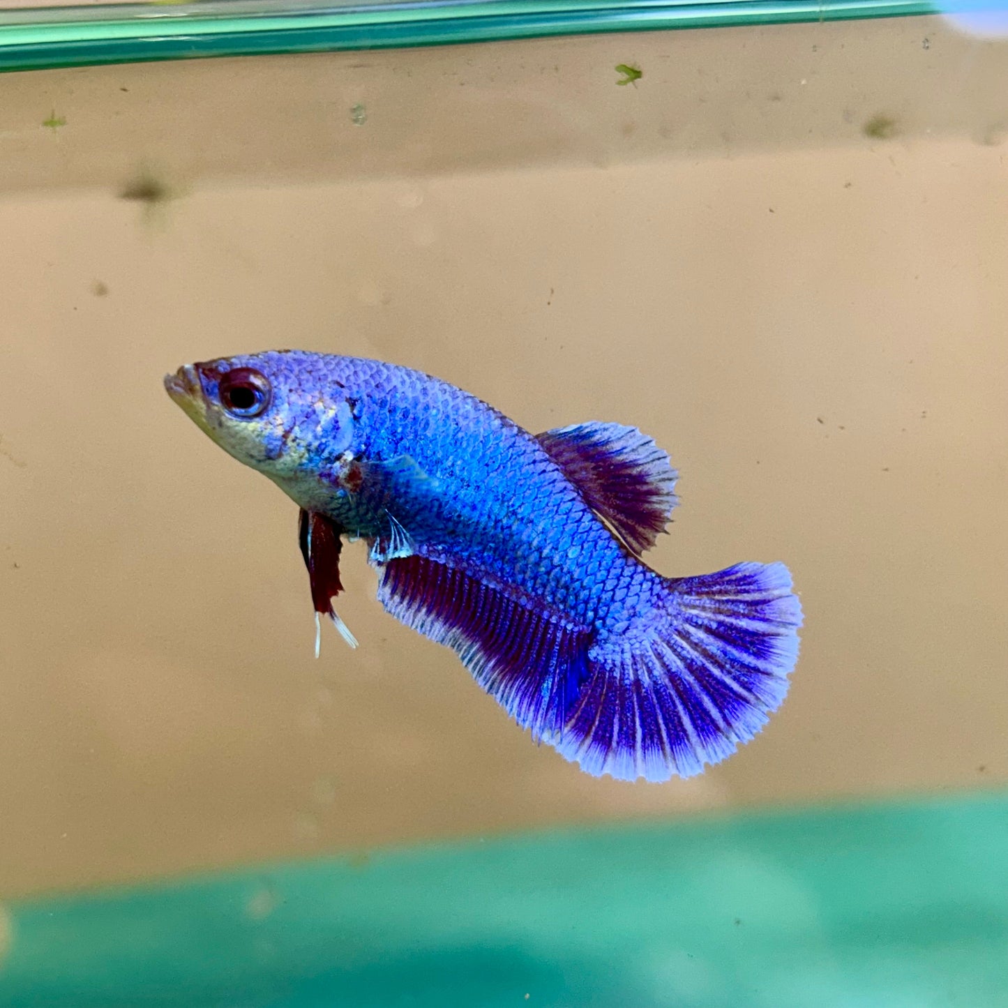 Purple Pink Plakat - Betta